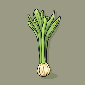 洋葱蔬菜手绘矢量插画