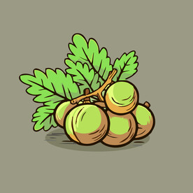 杏水果手绘矢量插画