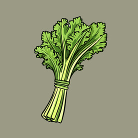 芹菜蔬菜手绘矢量插画