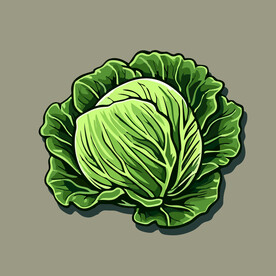 包菜蔬菜手绘矢量插画