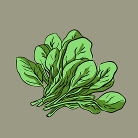 菠菜蔬菜手绘矢量插画