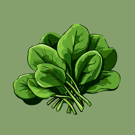 菠菜蔬菜手绘矢量插画