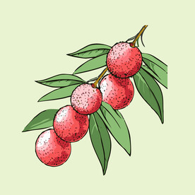 荔枝水果手绘矢量插画