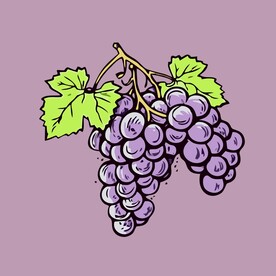葡萄水果手绘矢量插画