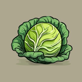 美味包菜蔬菜手绘矢量插画