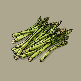 美味芦笋蔬菜手绘矢量插画