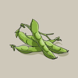 手绘毛豆角卡通蔬菜矢量插画