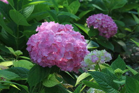 绣球花  