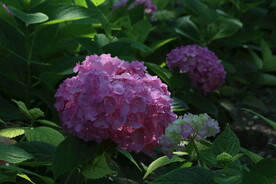 绣球花 
