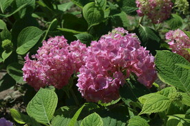 绣球花  