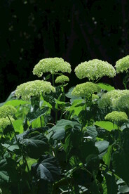 绣球花 