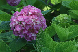 绣球花  