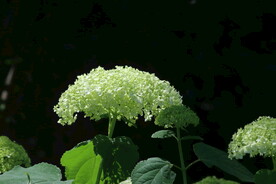 绣球花  