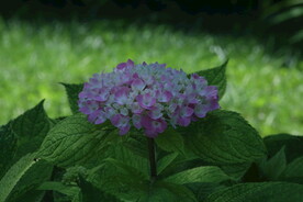 绣球花  
