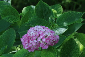 绣球花  
