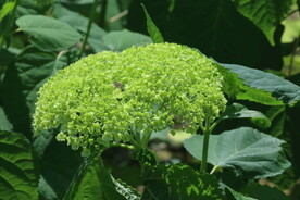 绣球花 