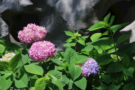 绣球花 