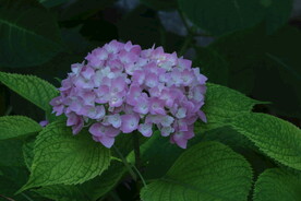 绣球花