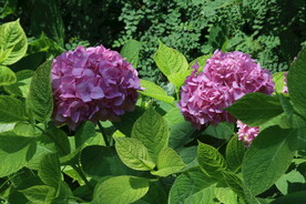 绣球花 