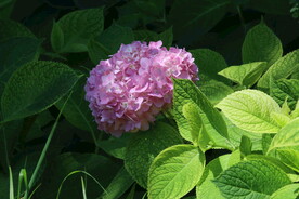 绣球花 