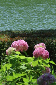 绣球花 
