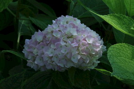 绣球花  