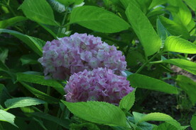 绣球花  