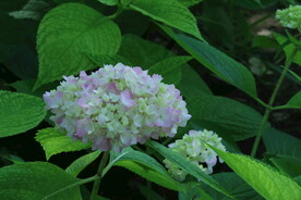 绣球花 