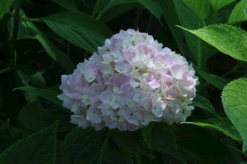 绣球花  