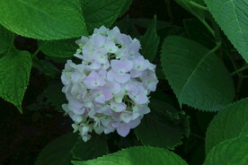 绣球花 