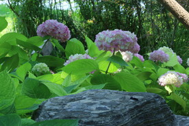 绣球花  