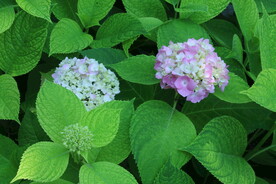 绣球花  