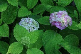 绣球花  
