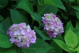 绣球花 