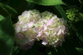 绣球花 