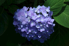 绣球花 