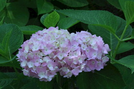 绣球花 