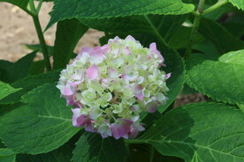 绣球花  