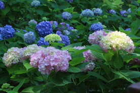 绣球花 