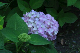 绣球花  