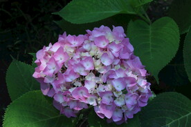 绣球花  