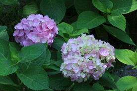 绣球花 
