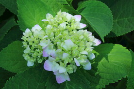 绣球花  