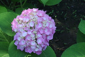 绣球花  