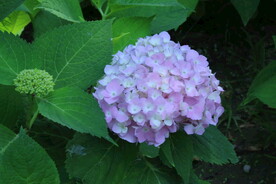 绣球花 