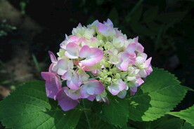 绣球花  