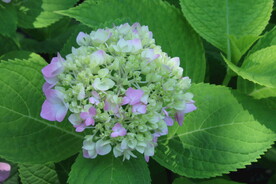 绣球花  