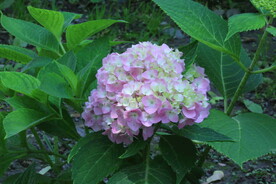 绣球花  