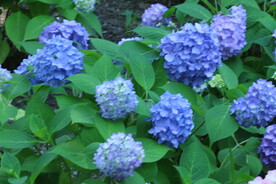 绣球花  