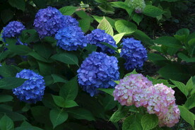 绣球花  